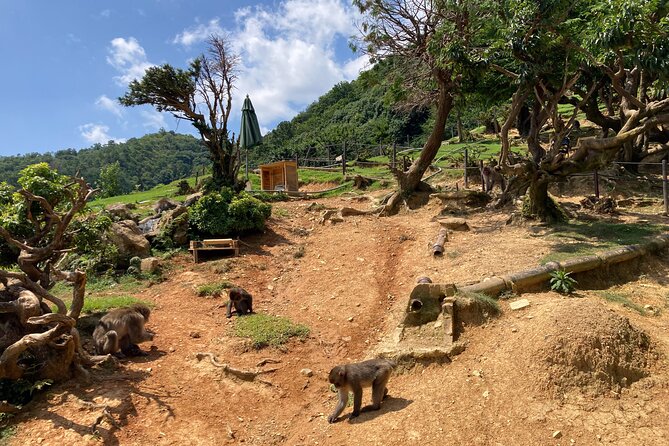 West Kyoto & Arashiyama: Walking 1DAY Tour W/Matcha & Calligraphy - Arashiyama and Kinkakuji Temple