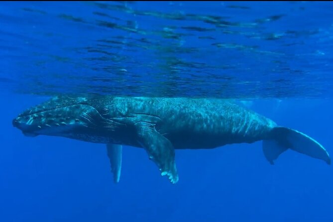 West Maui Sunset Whale Watch - Whale Watching Highlights