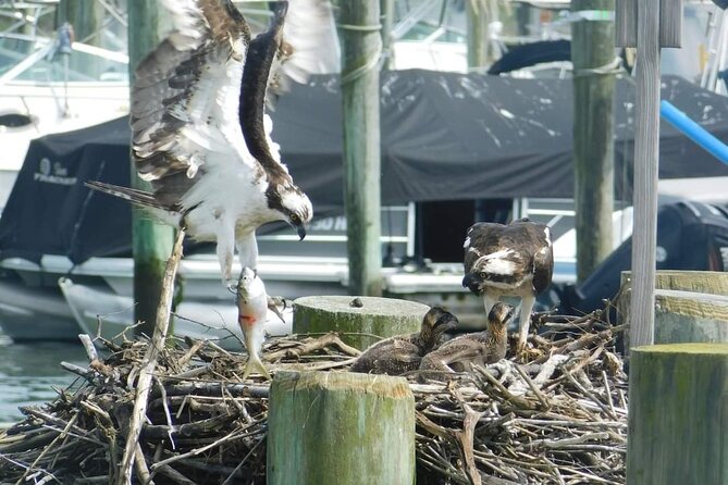 Wetlands Safari Eco-Cruise in Cape May (Birding By Boat) - Booking and Logistics