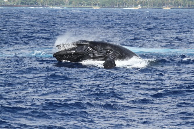 Whale Watch Cruise Aboard The Majestic by Atlantis Cruises - Whale Watching Features