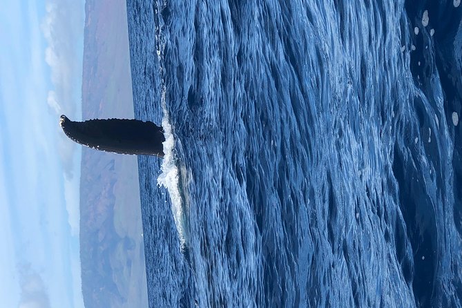 Whale Watching Experience - Booking and Cancellation Policy