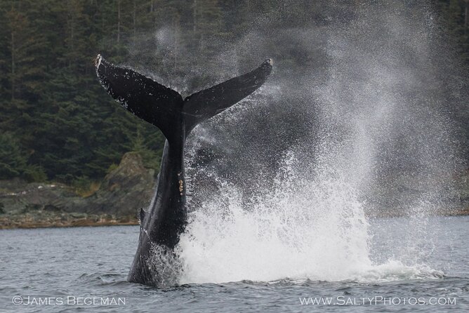 Whale-Watching, Icy Point, Hoonah , Whales, Orca, Killer-Whales. - Transportation and Pickup Details