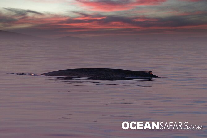 Whale Watching Monterey Bay Semi-Private Limited to 6 People Max - Customer Feedback and Reviews
