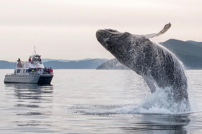 Whale Watching Tour From Anacortes - What to Pack