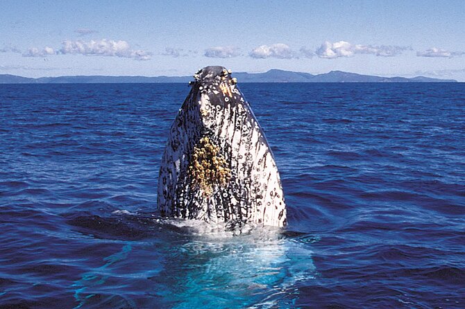 Whalewatch Deluxe Tour From Maalaea Harbor - Alcoholic Beverages