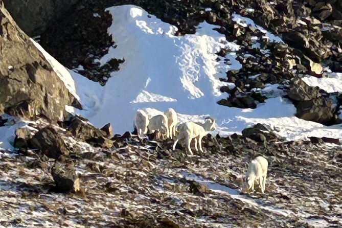 Whittier to Anchorage Full Day Transit Tour From the Port - Itinerary Highlights
