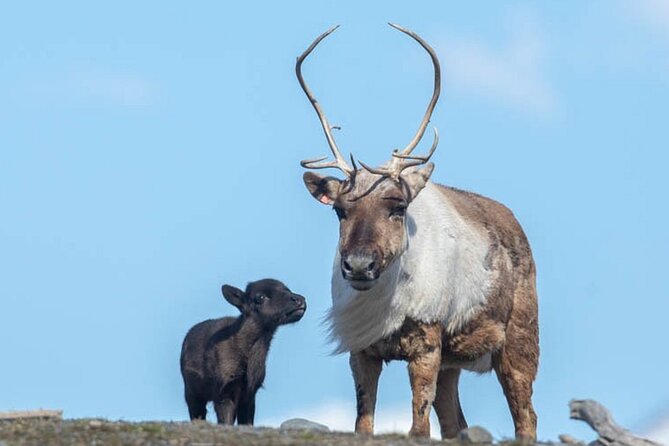 Wildlife Center With Lunch & Local Beer Sampling - Winter&Summer - Wildlife Viewing