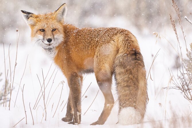 Winter Wildlife Safari: Lamar Valley + Lunch | Bozeman | PRIVATE - Customer Experiences