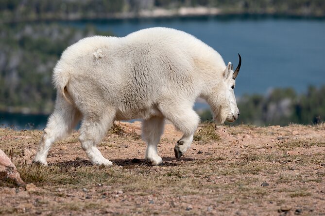 Yellowstone Private Full Day Tour - Pricing Information