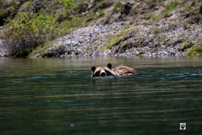 Yellowstone"Open Air" Glass Top Convertible Van West Yellowstone - Wildlife Viewing and Scenic Spots
