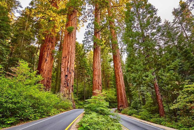 5 Star Rated Sequoia National Park Tour - Good To Know