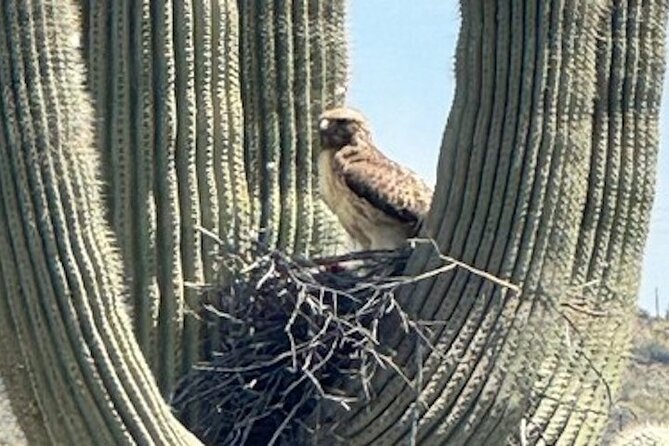 1-2 Hour Sonoran Desert Private Guided Hiking Tour - Guide Expertise