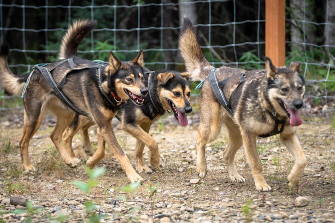 1 Hour Fall Sled Dog Experience in Two Rivers - What to Expect During Your Adventure