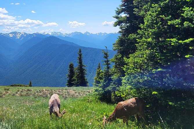 2 Day Mt Rainier All-Inclusive Small Group Tour - Booking Information and Pricing