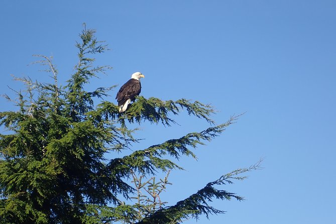 2 Hour Alaska Rainforest Walk and Totem Park Small Group Tour - Booking and Cancellation Policy
