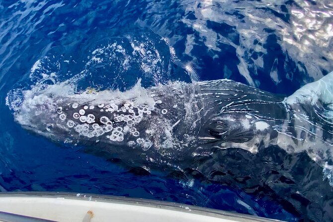 2 Hour Lahaina Sunrise Whale Watch - Cancellation and Booking Information