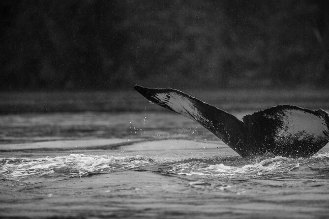 2-Hour Marine Wildlife Tour in Sitka - Host Commitment to Customer Satisfaction