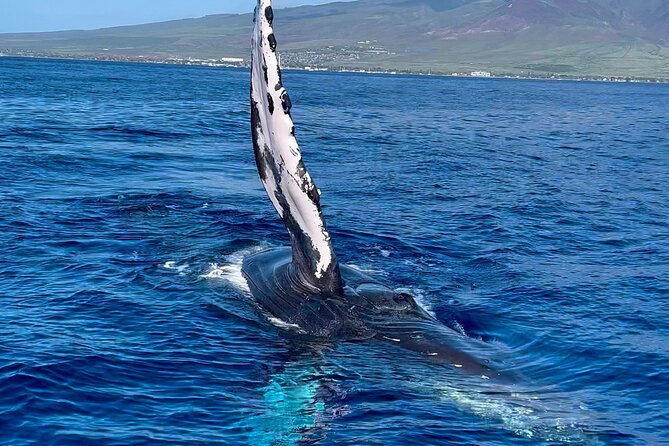 2 Hour Prime Time Maui Whale Watching - Booking and Cancellation
