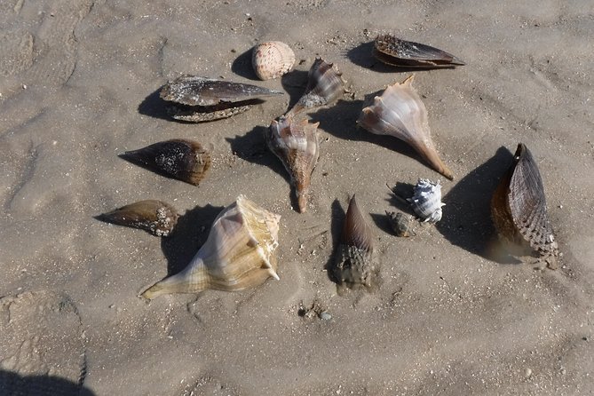 2-hour Shelling Boat Tour in the 10,000 Islands - Pricing and Cancellation Policy