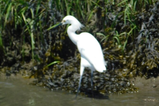 2-Hour Sunset Safari Eco Cruise From Cape May - Accessibility and Amenities