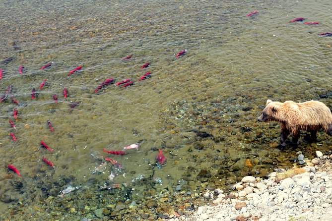 2 Park Bear Viewing Adventure to Katmai and Lake Clark NP - Pricing Information