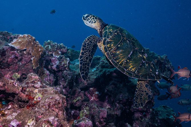2-Tank Maui Turtle Scuba Dive or Snorkel Boat Tour - Marine Life Encounters