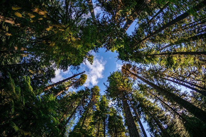 3 Days in Olympic National Park From Seattle: Silent Forest - Hoh Rainforest - Transportation and Pickup Details