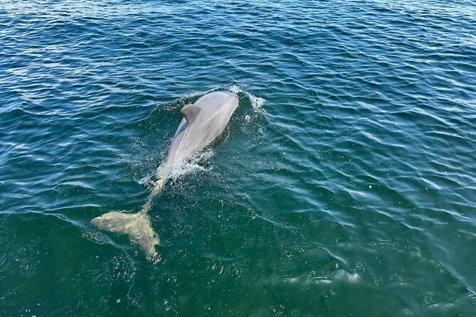 3 Hour Cruise, Snorkel, Swim/Float Sandbar - Tandem Tiki Option - Captain Highlights