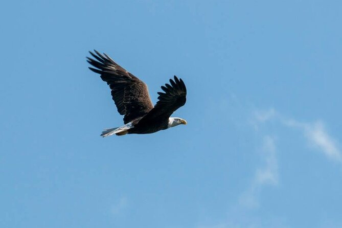 3 Hour See Crystal River Wildlife Safari Boat Cruise - Customer Reviews and Experiences