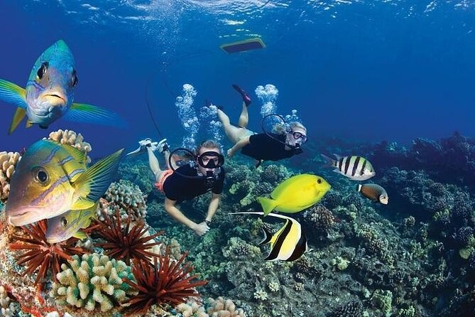 4-Hour Koa Kai Molokini Adventure Snorkel - Wildlife Sightings During the Snorkel