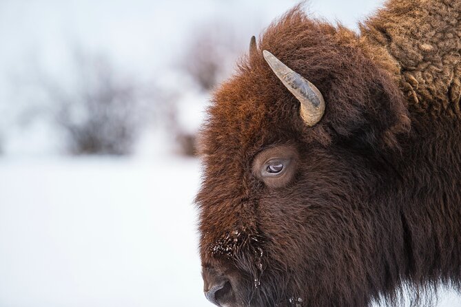 5 Person Full Day PRIVATE Yellowstone Tour- Picnic, Binoculars, Scope, Huge Van - Pickup and Drop-off Information