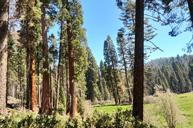 5 Star Rated Winter Private Tour in Sequoia - Cancellation Policy
