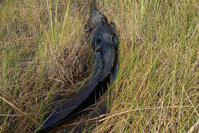 60 Minute Small Group Semi Private Everglades River Of Grass Airboat Charter - Unforgettable Adventure Awaits
