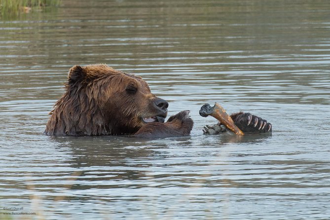 Alaska Wildlife Day Tour With Free Hotel Pickup - Praise for Tour Guides