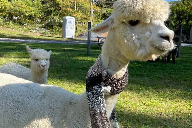 Alpaca and Llama Encounter With Guided Walk - Why Choose Hidden Brook Ranch?