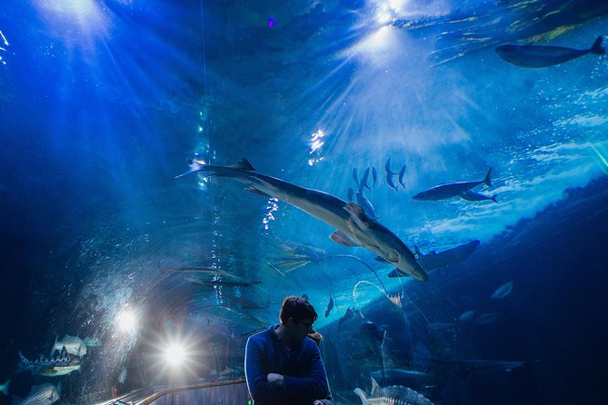 Aquarium of the Bay General Admission Ticket - Visitor Feedback and Ratings