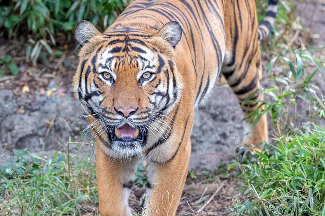 Audubon Zoo Ticket - Food and Beverage Options