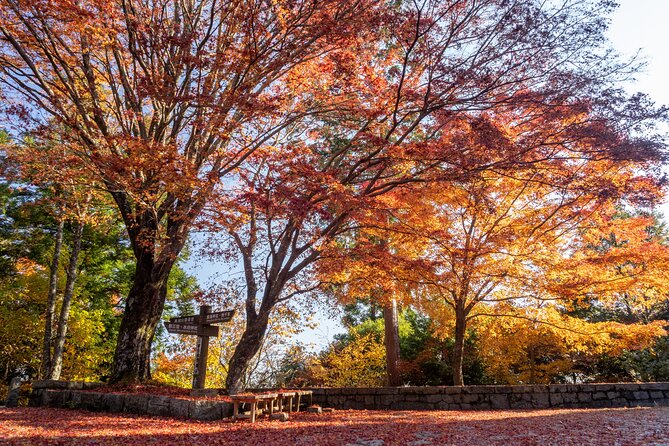 Autumn Leaves Buddha and Mt.Yoshino With Orange Picking Tour - Additional Information for Travelers