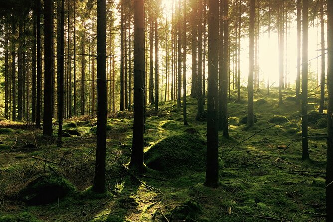 Bainbridge Island Serenity Forest Hike & Cultural Landmarks Tour - Tour Highlights and Features