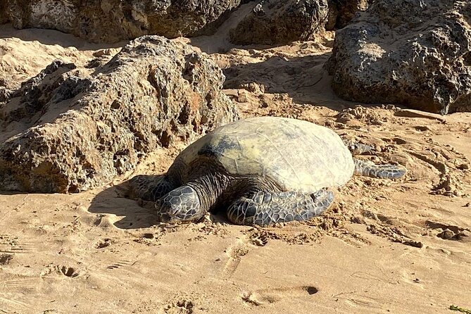 Beaches, Food & Aloha: Private Oahu Tour for up to 14 People - Cultural and Culinary Highlights