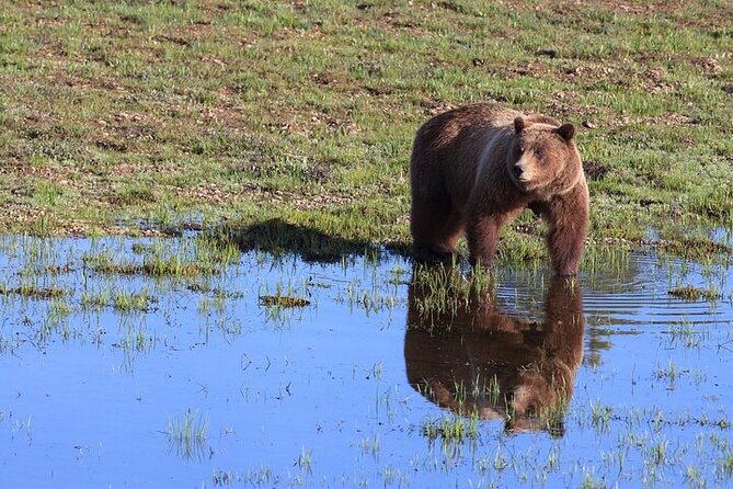 Best Of Yellowstone Full Day Natl Park Tour From Gardiner - Operator