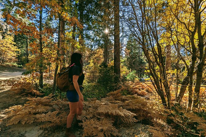Big Bear Fall Colors Hiking Tour in Southern California - Pricing and Booking Information