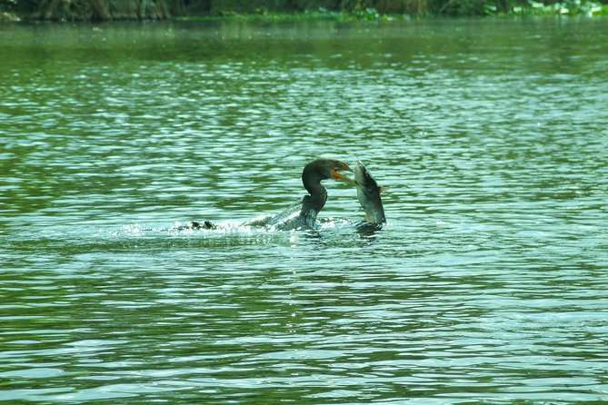 Blue Springs Manatee Tours & Wildlife Adventure Orlando - Meeting Location and Important Details