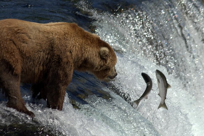 Brooks Falls Katmai Bear Viewing in a Float Plane - Physical Fitness and Accessibility Requirements