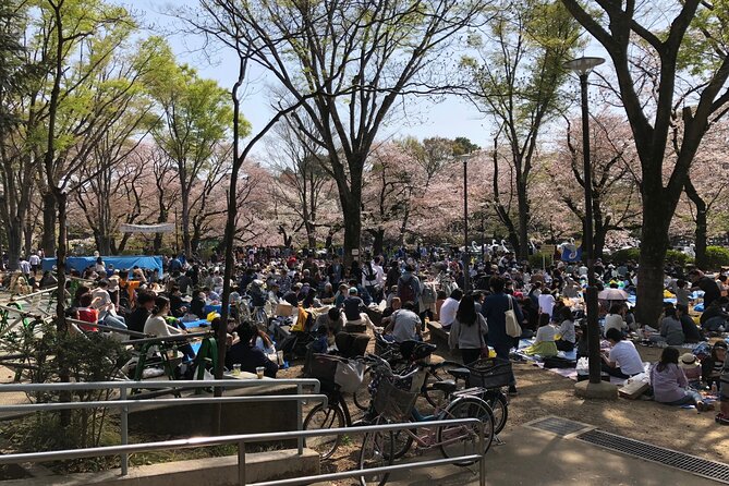 Cherry Blossom Guided Tour At Inokashira Park Kichijoji - What to Expect