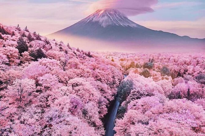 Cherry Blossom Mount Fuji Customizable Luxury Vehicle Guided Tour - Exploring Cherry Blossoms