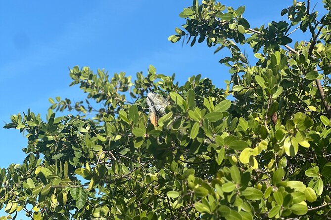 Clear Kayak Peanut Island Guided Tour Palm Beach Singer Island - Customer Feedback and Testimonials