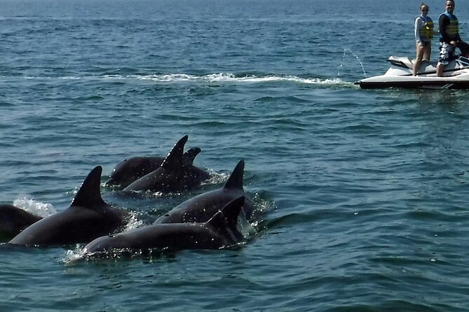 Crab Island Dolphin Jetski Adventure - Group Size and Dolphin Sightings