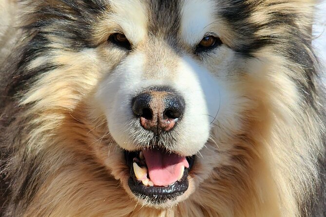 Dog Sled Adventure - Interaction With Dogs