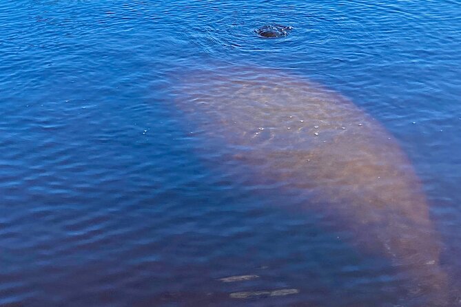 Dolphin and Manatee Kayak Tour of Daytona Beach - Planning Your Trip